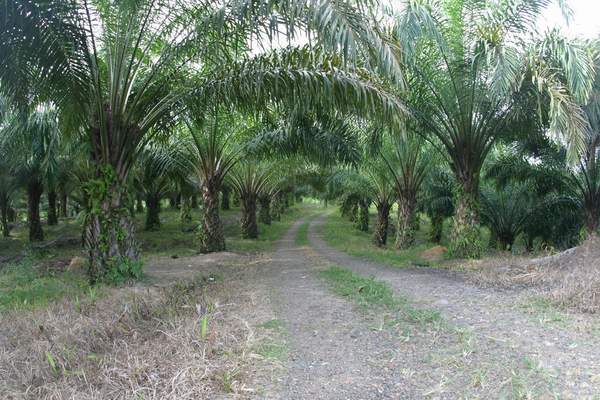 Dampak Buruk dari Perkebunan Kelapa Sawit